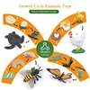 Children Simulation Biology Model Toy Animal Plant Life Growth Cycle Montessori Children Toys Set Teaching Aids Educational Toys 3