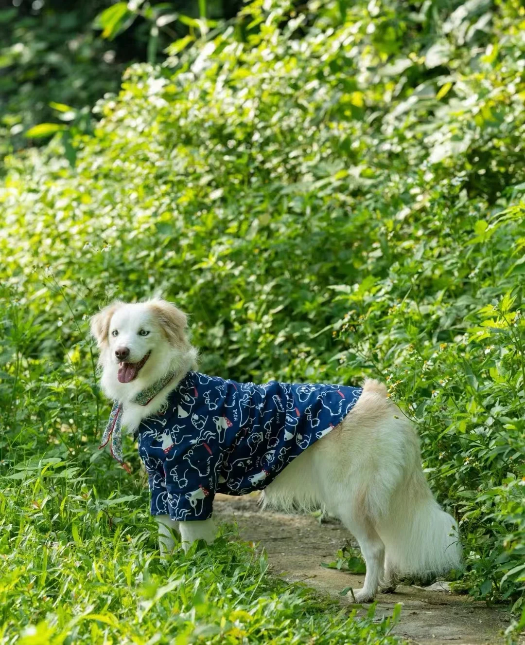 Breathable Pet Shirt for Summer - PeticaDeals
