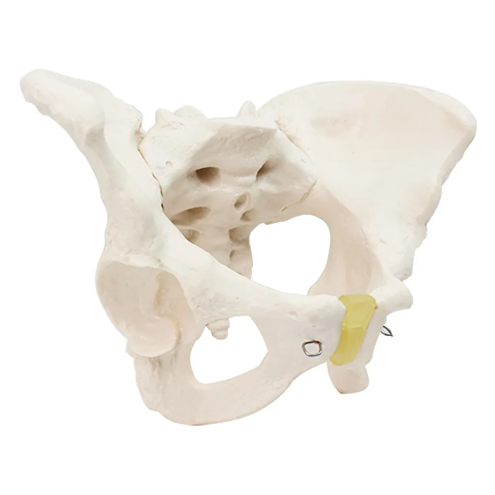 Standard female pelvic model, gynecological examination model, human skeleton specimen pelvic measurement model