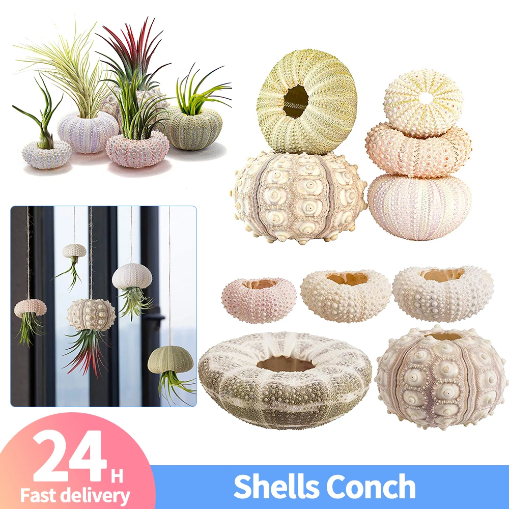 Natural Shells Conch Coquillage Sea Urchin Air Pineapple Aquarium Home Marine Beach Bonsai Mediterranean Seashells Craft natural shell ornaments