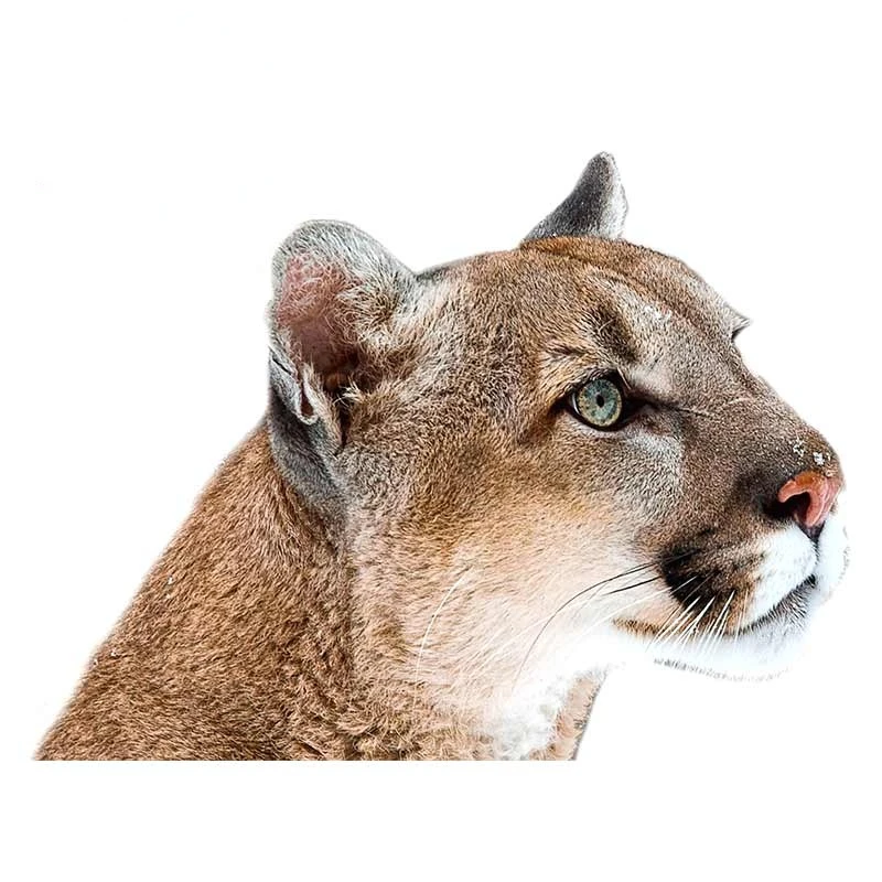

Cougar Car Sticker Waterproof Vinyl Decal Car Accessories Pegatinas Para Coche DIY Car Styling