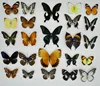 Butterfly Specimen Ornaments Real Butterfly Insect Specimens Spread Wings Student Creative Birthday Gift Transparent Box Decor 2