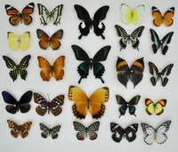 Butterfly Specimen Ornaments Real Butterfly Insect Specimens Spread Wings Student Creative Birthday Gift Transparent Box Decor 2