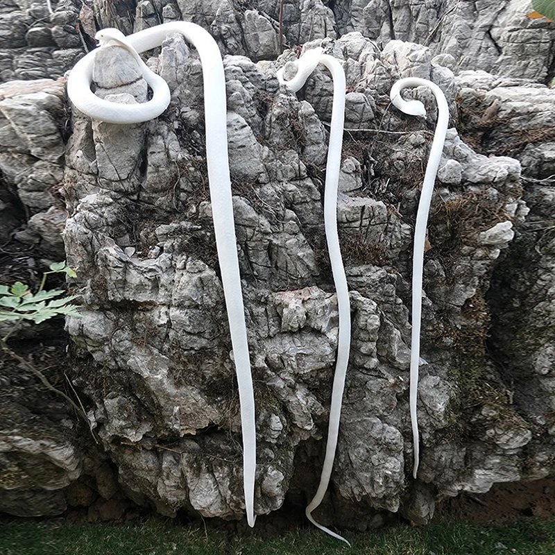 

Fake Snake Toy Simulation Snake Realistic Snake Prank Prop Cosplay Props Tricky Playthings For Kids Children