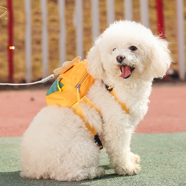Winged Small Dog Backpack & Harness