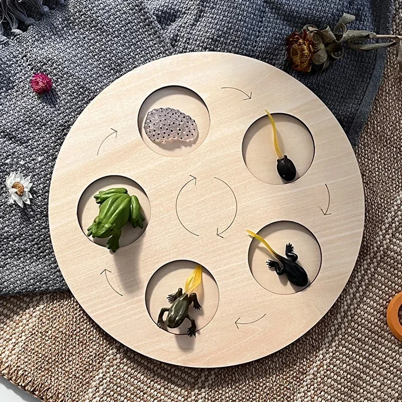Animal Life Cycle Board Children Toys Montessori Teaching Aids Plant Animal Growth Cycle Model Set preschool cognitive Toys 3