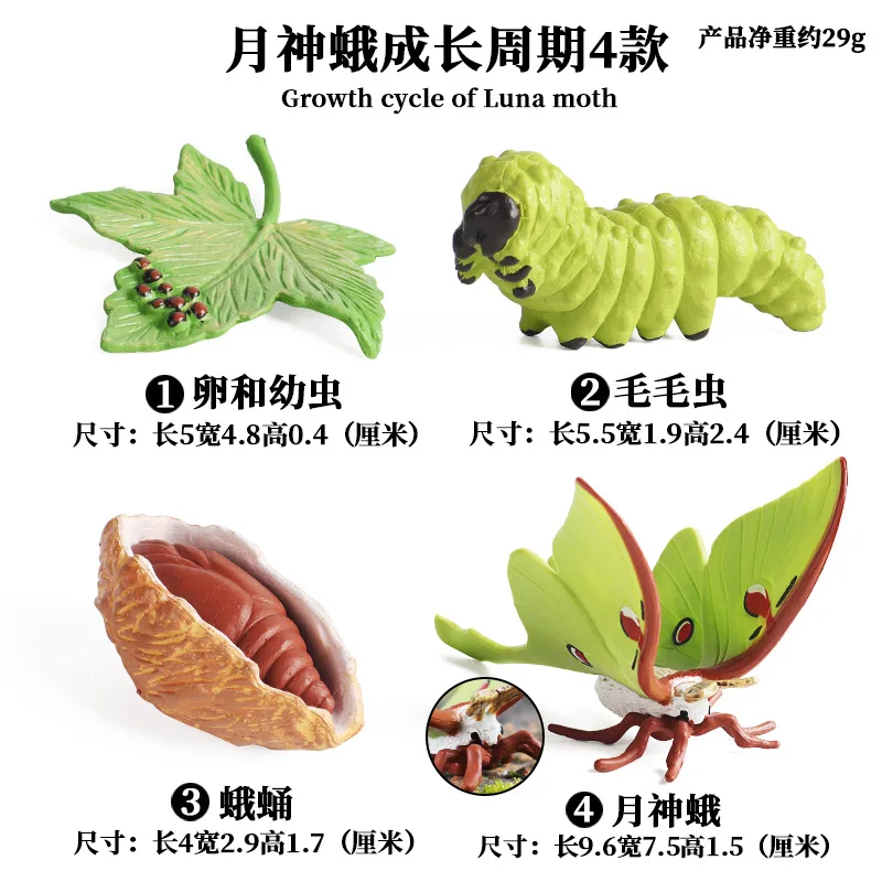 4pcs Butterfly Life Cycle Kit Lifestyle Stages of Monarch Butterfly Teaching Tools for Kids Students 2