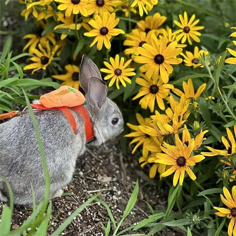 Rabbit Harness and Leash Set 2