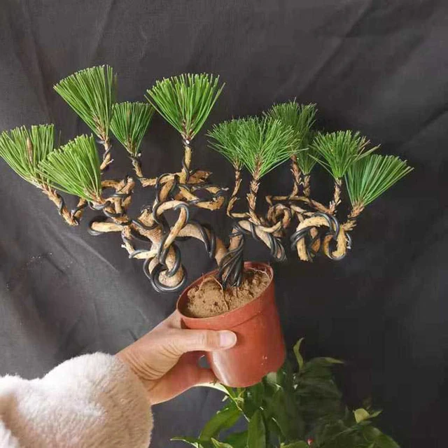 Összesen 5 M (Fekete) Bonsai Huzal Eloxált Alumínium Edzőhuzal, Méret (1,0 Mm, 1,5 2,0 2,5 3 Mm) Növényi Formákhoz - Image 3