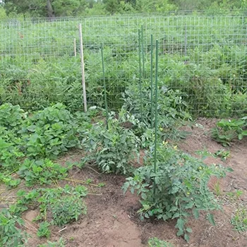 Steel Garden Plant Stakes 57 Inch Support Stick 25 Pack Climbing Tomato Stakes Potted Plants Non-Slip Design Easy to Use Wide 5