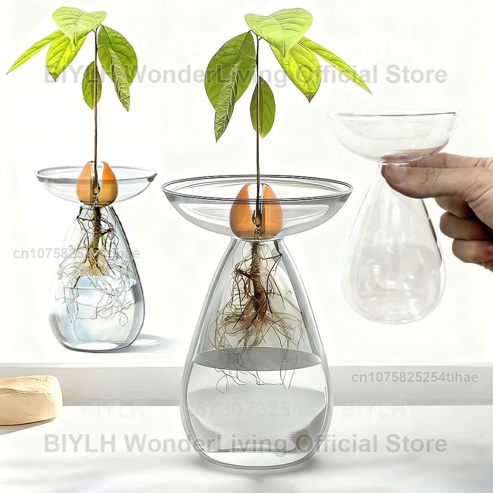 Avocado Seed Starter Glass Vase Avocado Hydroponic Vase Growing Kit for  Home Decor Transparent Vase Growing Plant Glass Seed - AliExpress 15