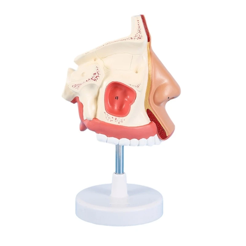 

2023 New Anatomical Nasal Cavity Model Life Size Human Nasal Anatomy Model Human Organ Model Medical Teaching Aids for Hospital