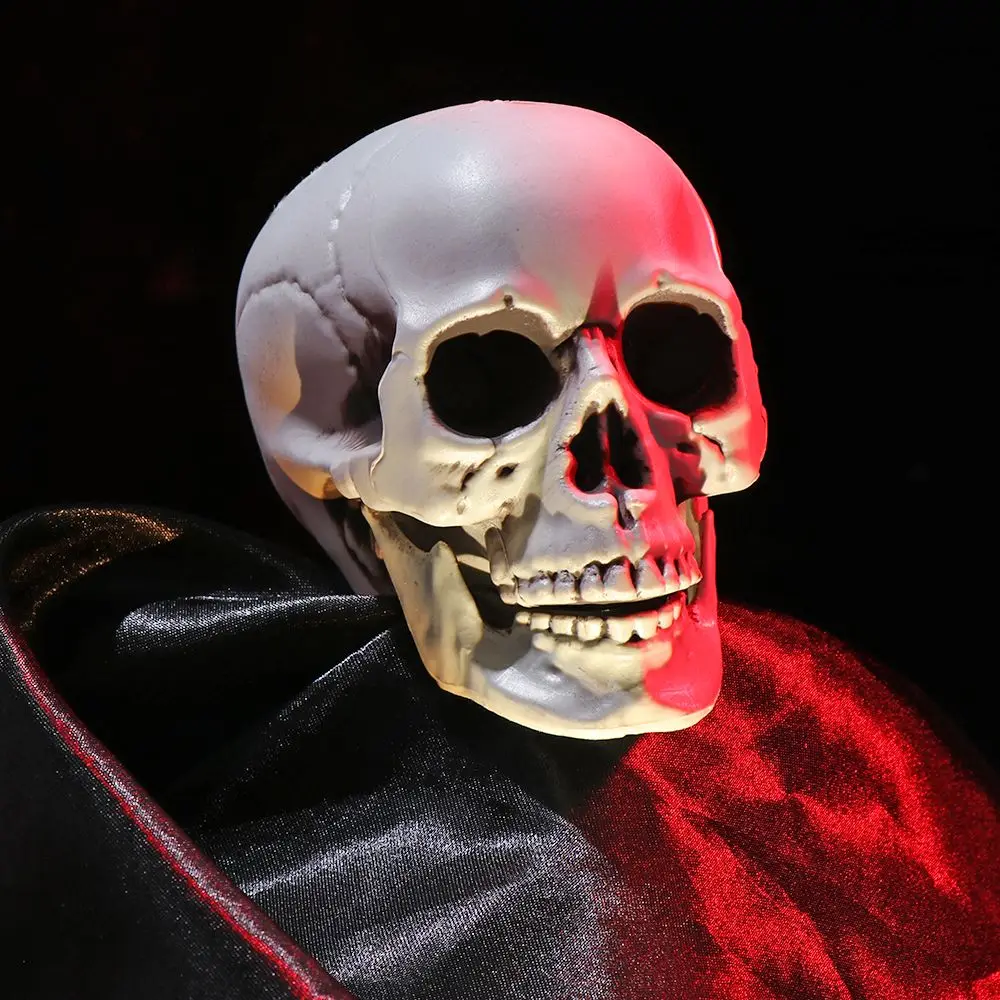 Human Skull Head Skeleton Halloween Photo Prop and Home Decor