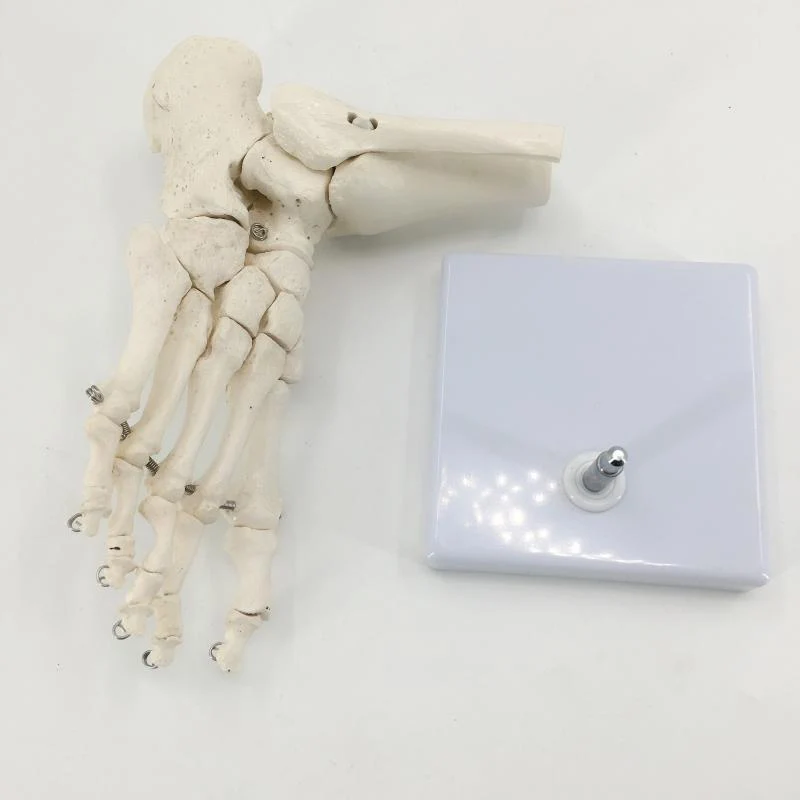 Anatomical Models 1:1 Human Foot Palm Skeleton Anatomy Model Medical Science Student Teaching Resources Anatomia Humana Biologie Use Tools Kit Set