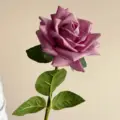 Rose pink