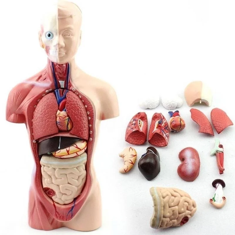 28cm Human Torso Body Model Anatomy Anatomical Heart Brain Skeleton Medical Internal Organs Kids Teaching Learning Supplies