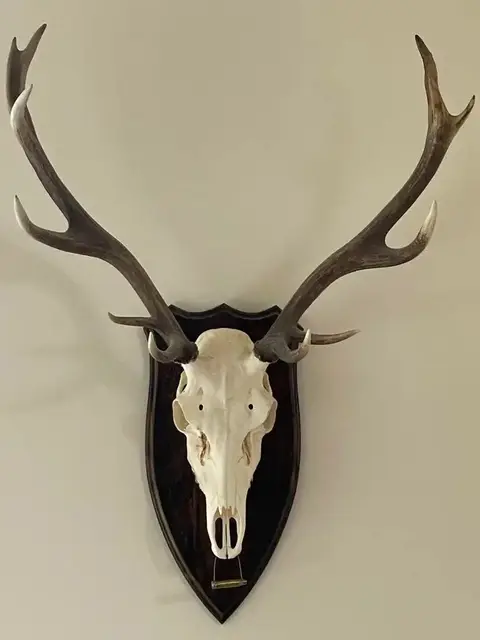 004スカル頭蓋骨ハンティングトロフィー剥製はく製エゾシカ