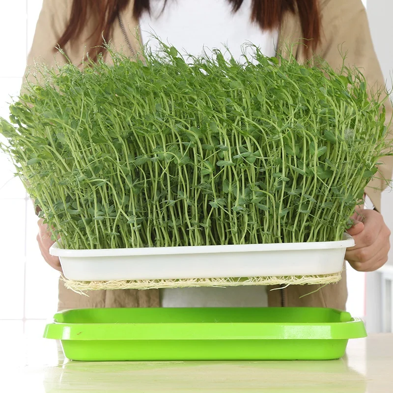 Seed Sprouter Tray Double Layer Soilless Bean Culture Hydroponic Nursery Plate Sprouting Pot Planter Garden Home Plastic Tool