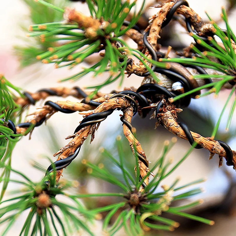 1/1.5/2/2.5/3/3.5mm 5M czarny anodowany aluminium krawat dwustronny Bonsai przewody praktyczne ogrodnictwo drzewko Bonsai kształty przyrząd szkoleniowy