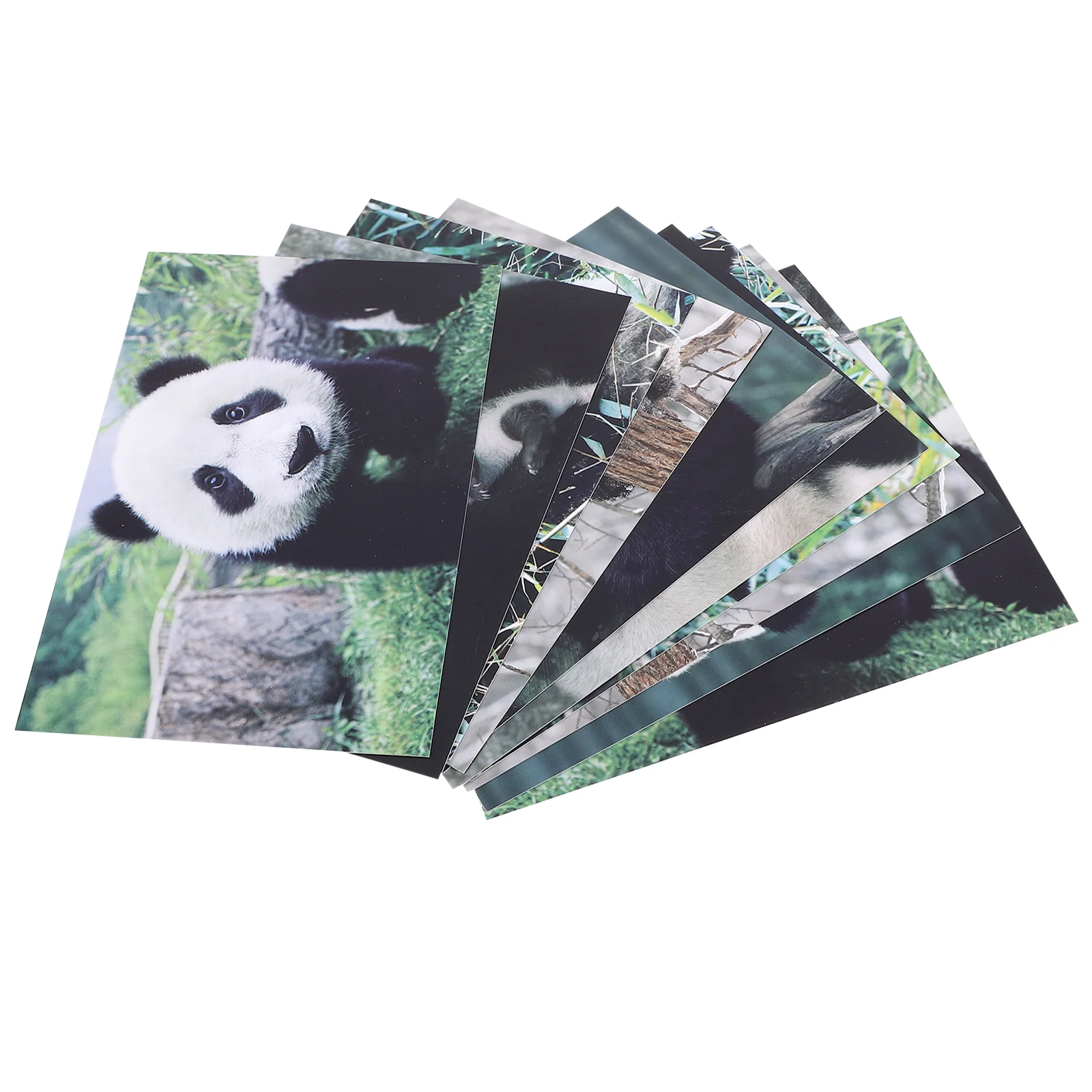 10pcs Adorable Pandas Postcards Animal Photography Series Postcard Great for Baby Showers Thanksgiving Gift