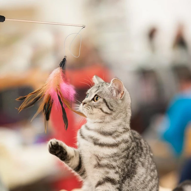 Pcs Pet Cat Toy Fishing Rod Retractable Feathers Funny Cat Pole
