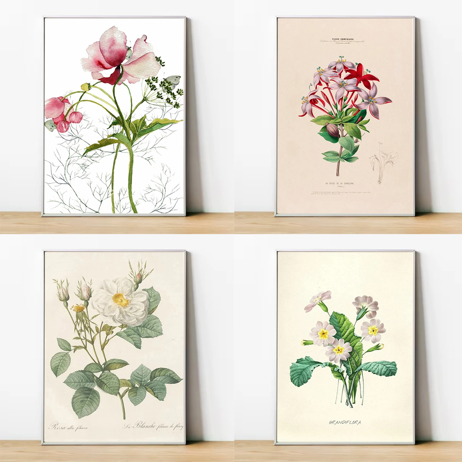 

Botanical Herb Plants Flower Retro Poster Posters for Wall Decor Decorative Painting Home and Decoration Canvas Room Art Prints