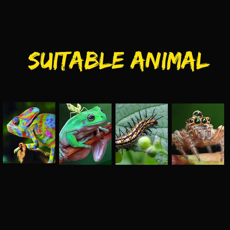 Title 3, 19cmx12.5cmx7.5cm Terrarium For Reptiles Spider...