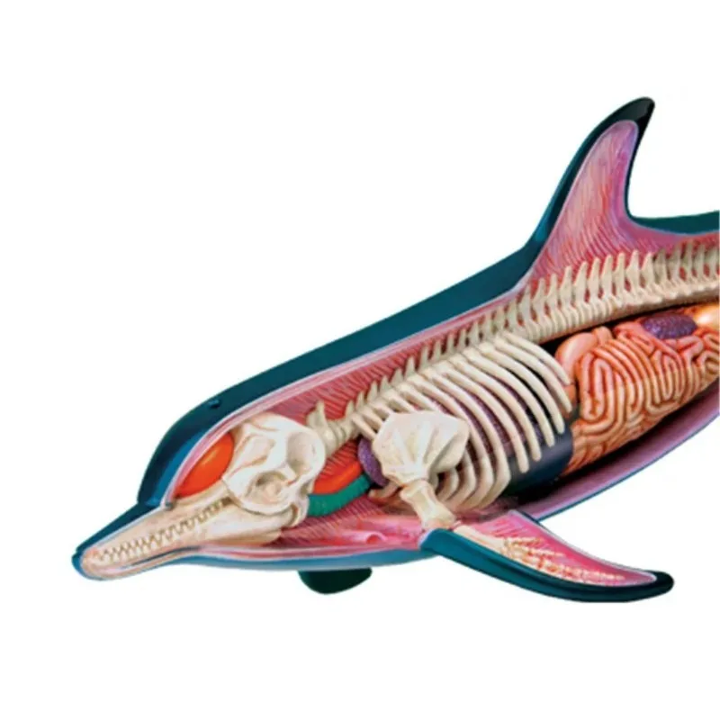 4D Vision Dolphin Organ Anatomy Model Animal Puzzle Toys for Kids