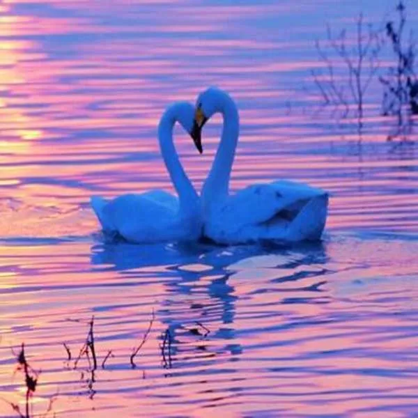 Beautiful Swan Store