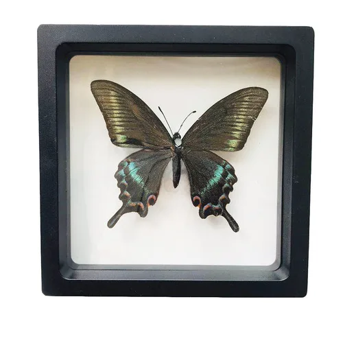 1pcs Real Butterfly Specimen Insect Home Decor Photo Frame   Desk Decoration Figurines Birthday Gift Teaching Training 