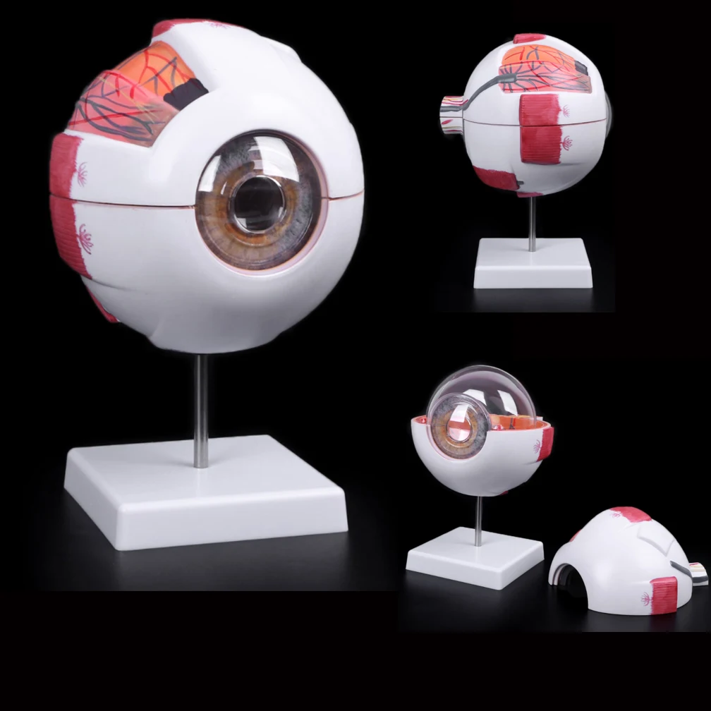 Human Organs Teaching Prop Eyeball Anatomy Model For Eye Diseases Study 6X 3X Human Eye Anatomy Model