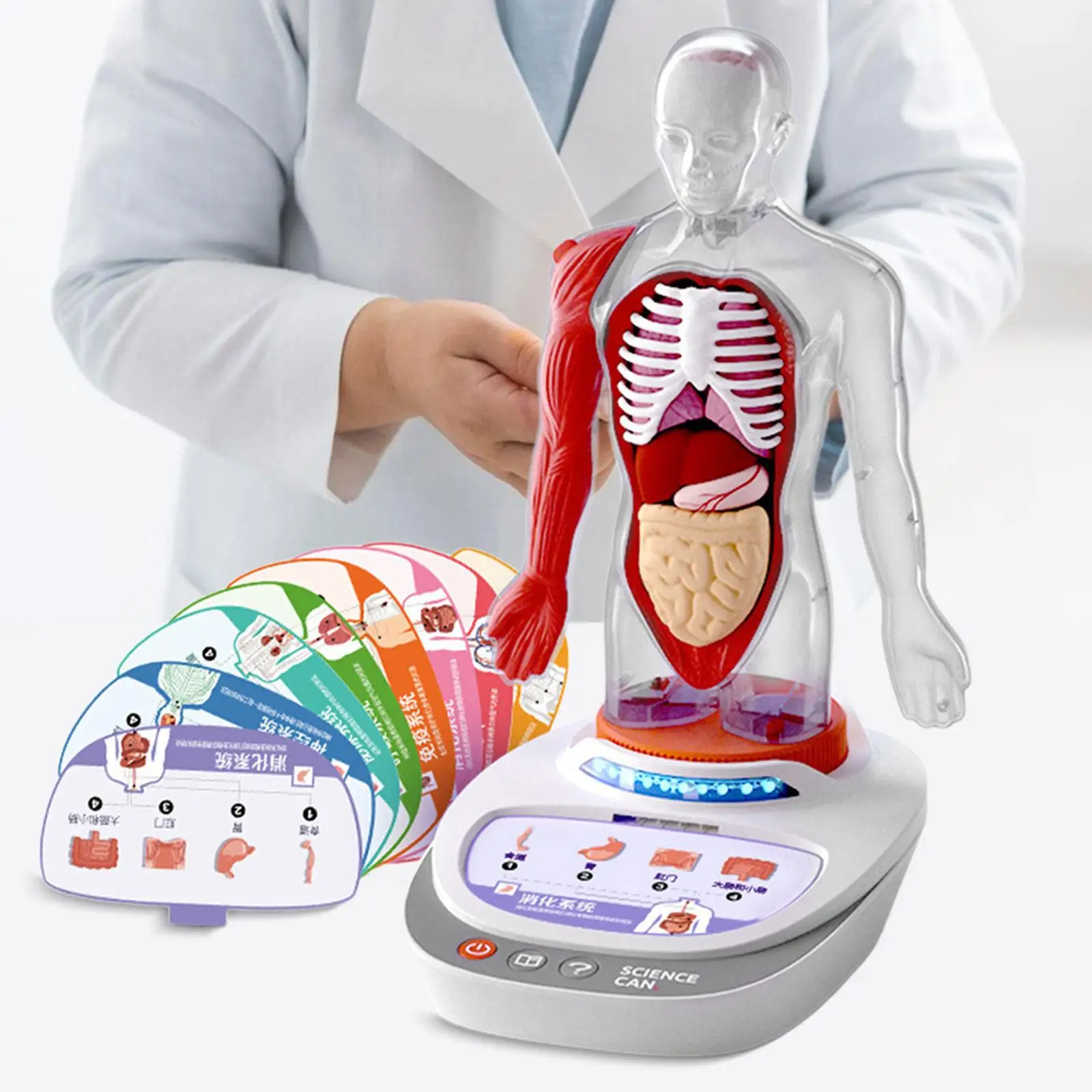 Human Body Model for Kids Teaching Aid Rotatable Model Human Body Puzzle Kits for Kids for Study Class Students Preschool Child Human Body Model for Kids Teaching Aid Rotatable Model Human Body Puzzle Kits for Kids for Study Class Students Preschool Child