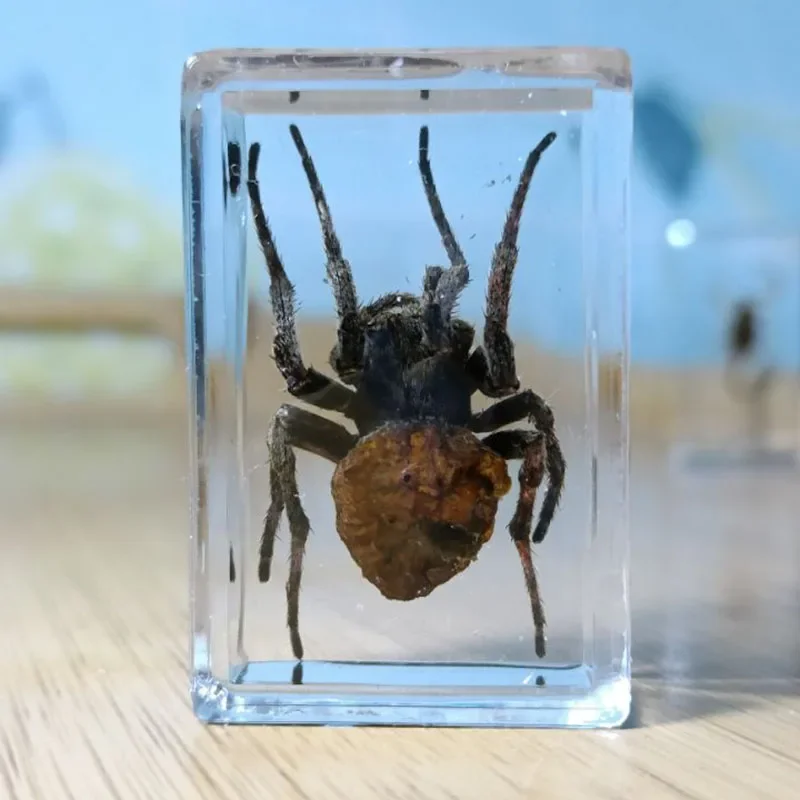 Real Resin Insect Specimens Hexapod Desk Decoration Teaching Home Decoration Accessories Living Room 15Kinds resin starfish ornaments,butterfly specimen