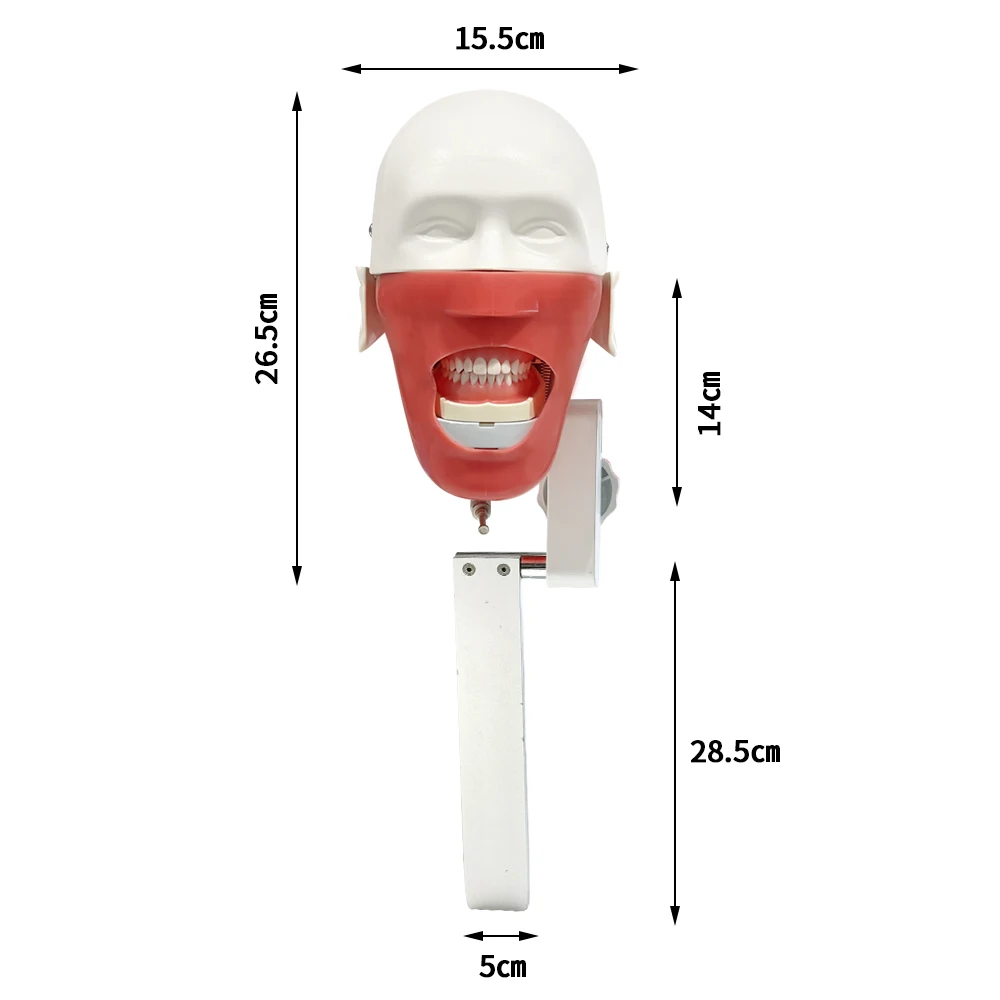치과 시뮬레이터 마네킹 헤드 모델 360도 조절 가능 치과용 팬텀(치아 포함) 치과의사 교육용 연습 도구 신제품