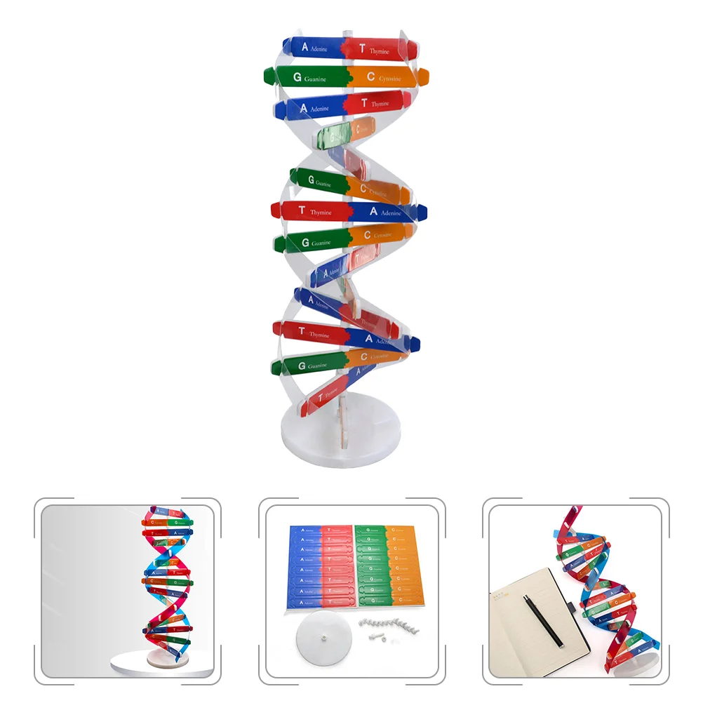 

Dna Double Helix Self-Assembling Model Kids Assembly Build Childrens Childrens Toys Science Educational Instrument Aids Kit