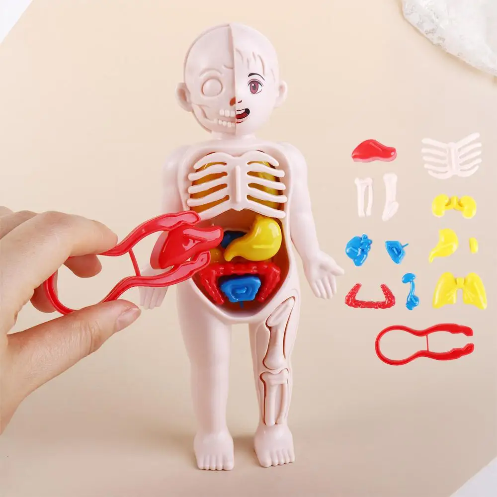 

Toy Human Organ Figures School Accessories Human Body Organ Model Human Organ Model Human Body Model Human Body Anatomy Toy