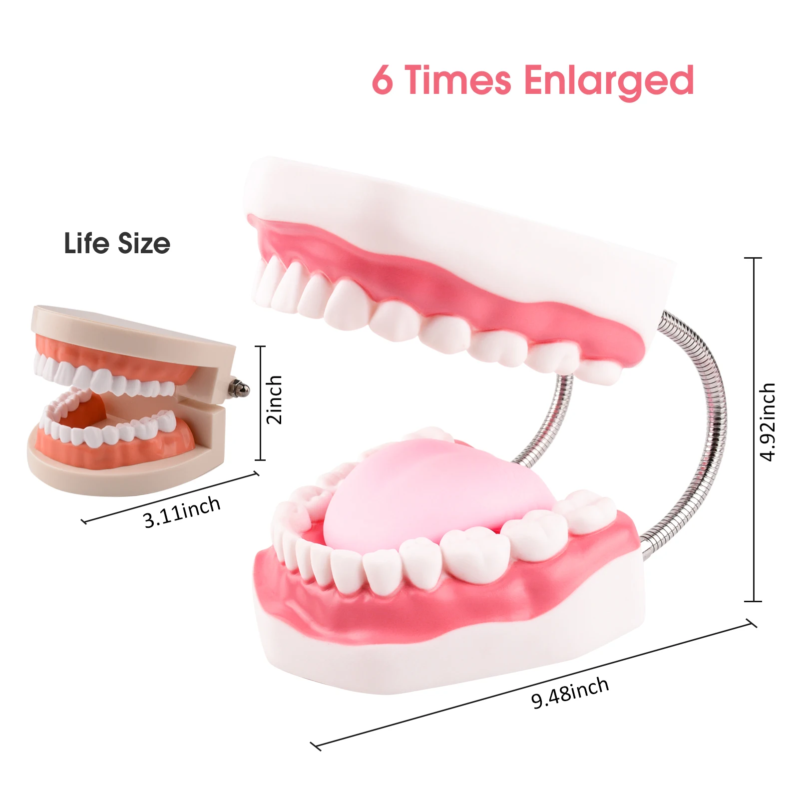 

Giant Teeth Dental Demonstration Model with Toothbrush,Enlarged 6 Times Standard Size Mouth Model, Denture Teaching Model