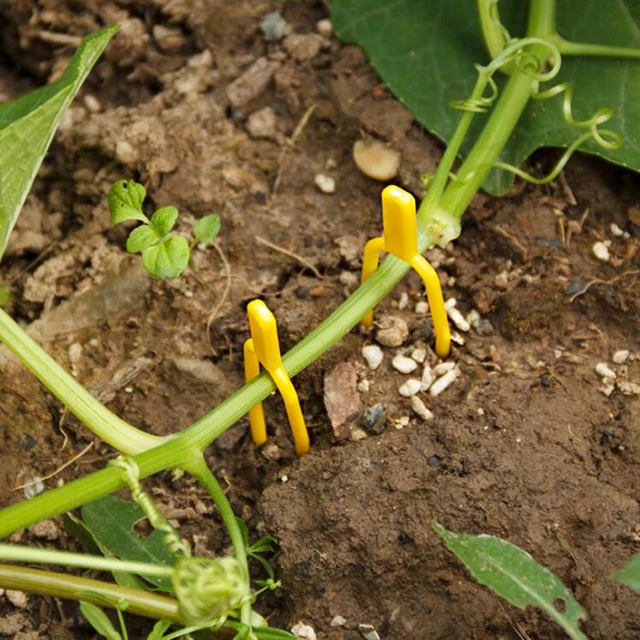 100Db -Os Eper Ültetési Villa Otthoni Kertészeti Berendezések - Image 4