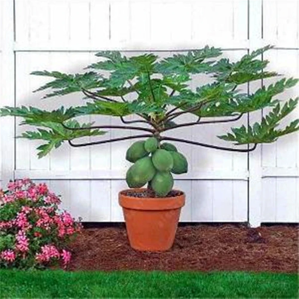 Sideboard Furniture for Fruits Flowers Papaya Plant