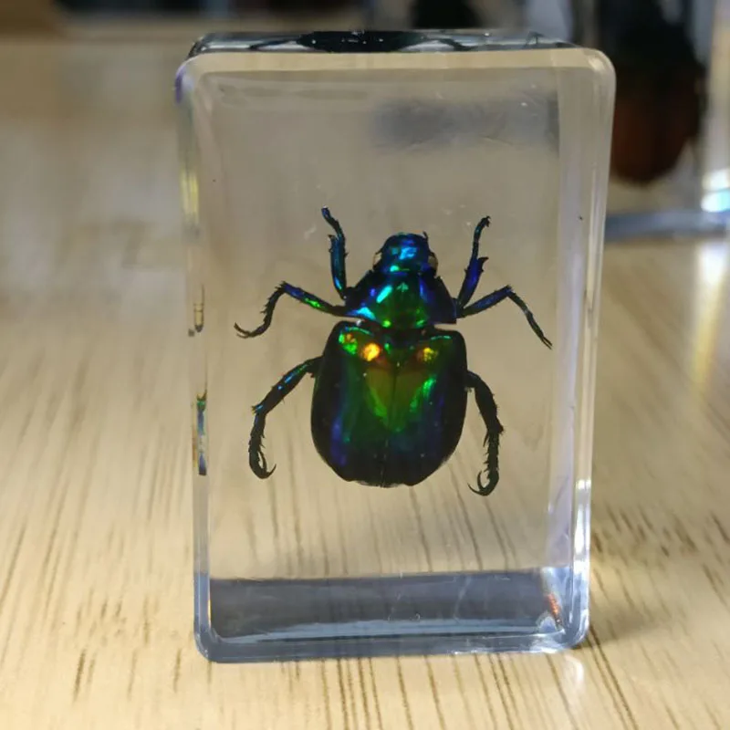 27 Kinds Hand Made Gutta Percha Resin Insect Transparent Amber Insect Specimens Home Decoration Small Ornaments 