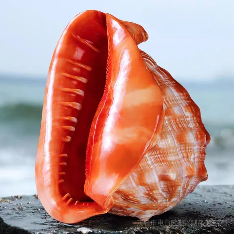 

Natural Cypraecassis Rufa Seashell Rare Sea Shells Home Decoration Accessories Aquarium Decoration Shell Decoration Crafts
