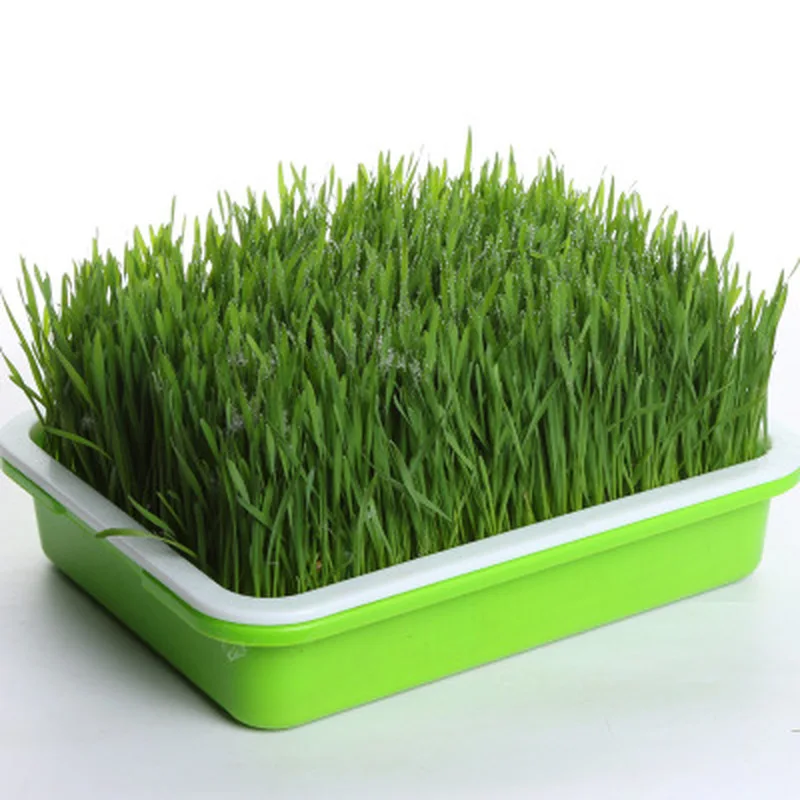 Plastic Hydroponic Planting Tray, Household Pea Seedling Planting Tray, Bean Sprouts Sprouting Pot, Gardening Supplies
