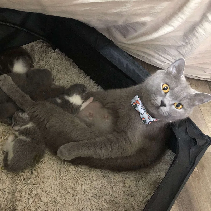작은 고양이 목걸이 벨 퀵 릴리스 Bowknot 염소 두건 맞춤형 과일 도넛 케이크 패턴과 안전 분리형 버클