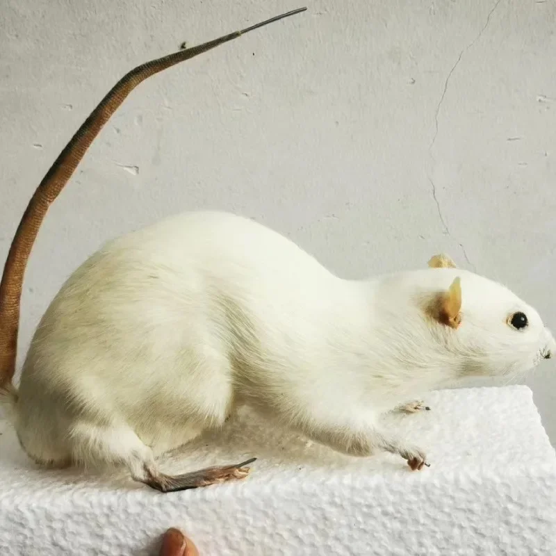 Real Little White Mouse Exhibition of Biology Teaching Specimens for Primary & Secondary Schools In Preschool Education Statue 4