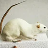 Real Little White Mouse Exhibition of Biology Teaching Specimens for Primary & Secondary Schools In Preschool Education Statue 4