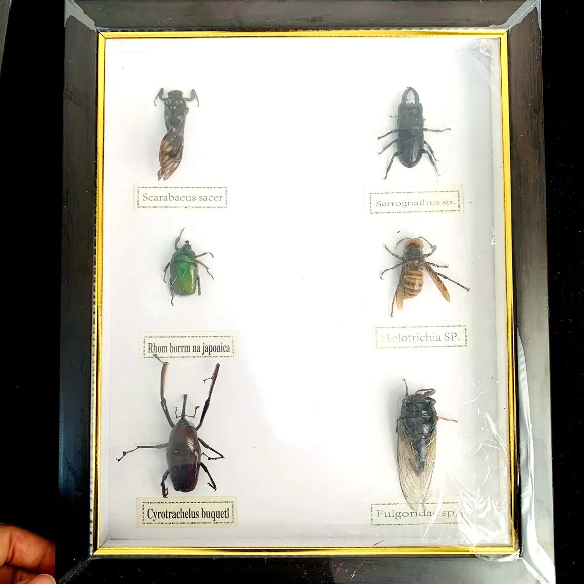 New real insect specimen transparent resin spider autumn beetle scorpion wasp with Photo frame 4