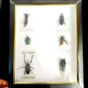 New real insect specimen transparent resin spider autumn beetle scorpion wasp with Photo frame 4