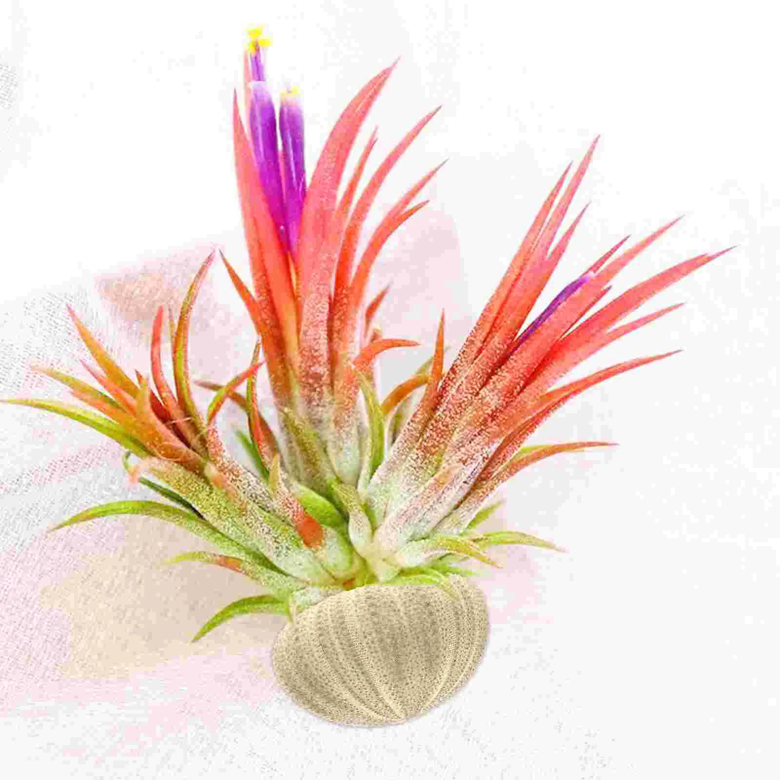 6 Pcs Green Sea Urchin Aquarium Landscape Air Plant Pot Shell Ornament Flower Pots The Mediterranean Decor DIY Accessory fish tank ornaments fish tank decorations aquarium ornaments mini landscape ornaments