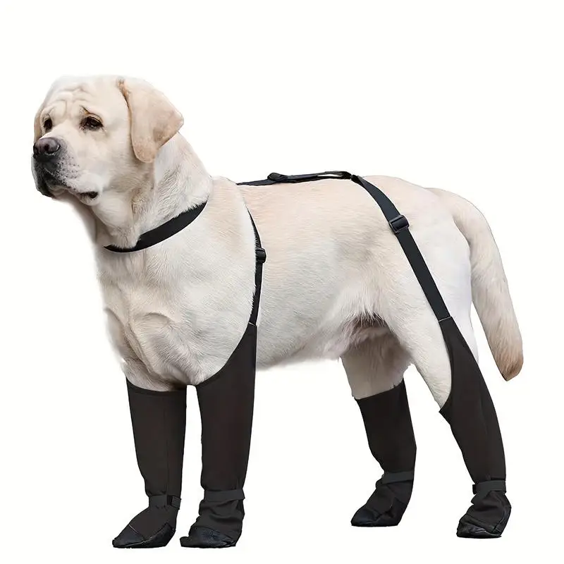 Aventure chien bottes