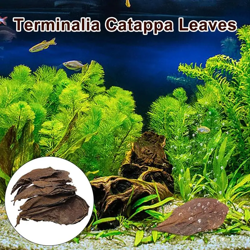 Aquarium Leaves Terminalia Catappa Leaves PH Balance Water Conditioner Betta Fish Toys Lower pH Level